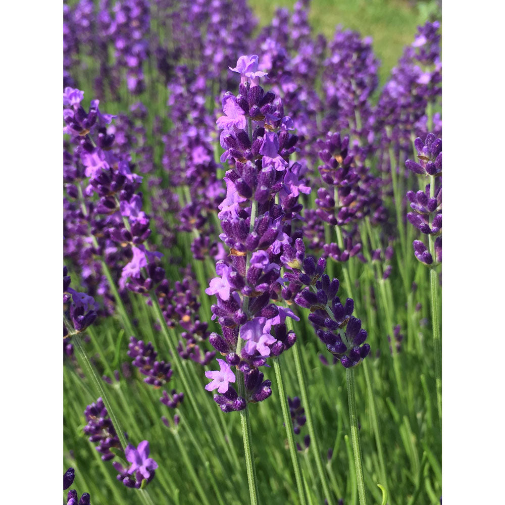 Lavanda "BLEUE VELOURS CHARLES"