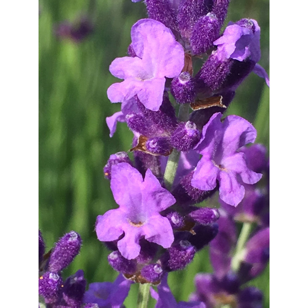 Lavanda "BLEUE VELOURS CHARLES"