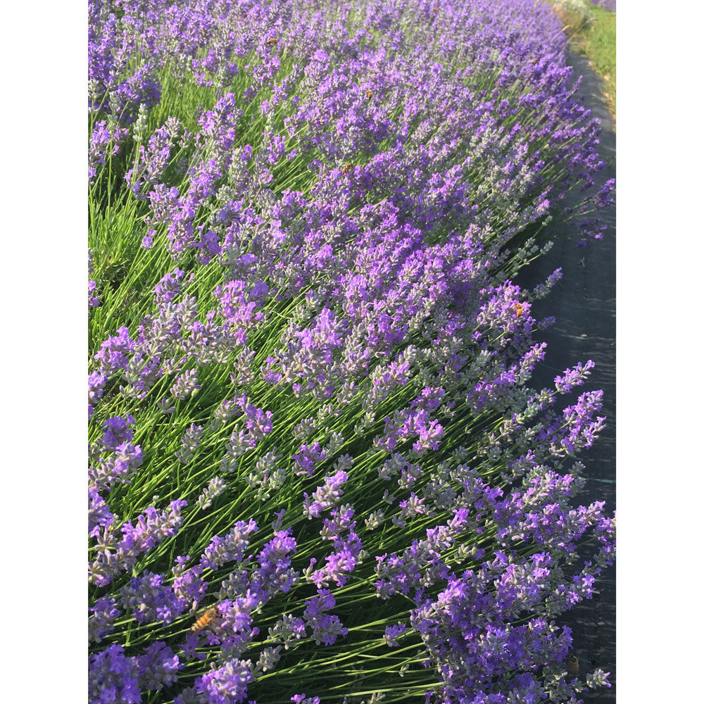 Lavanda "BLUE CUSHION"