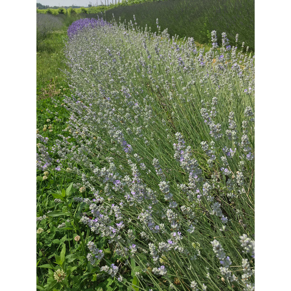 Lavanda "BLUE ICE"