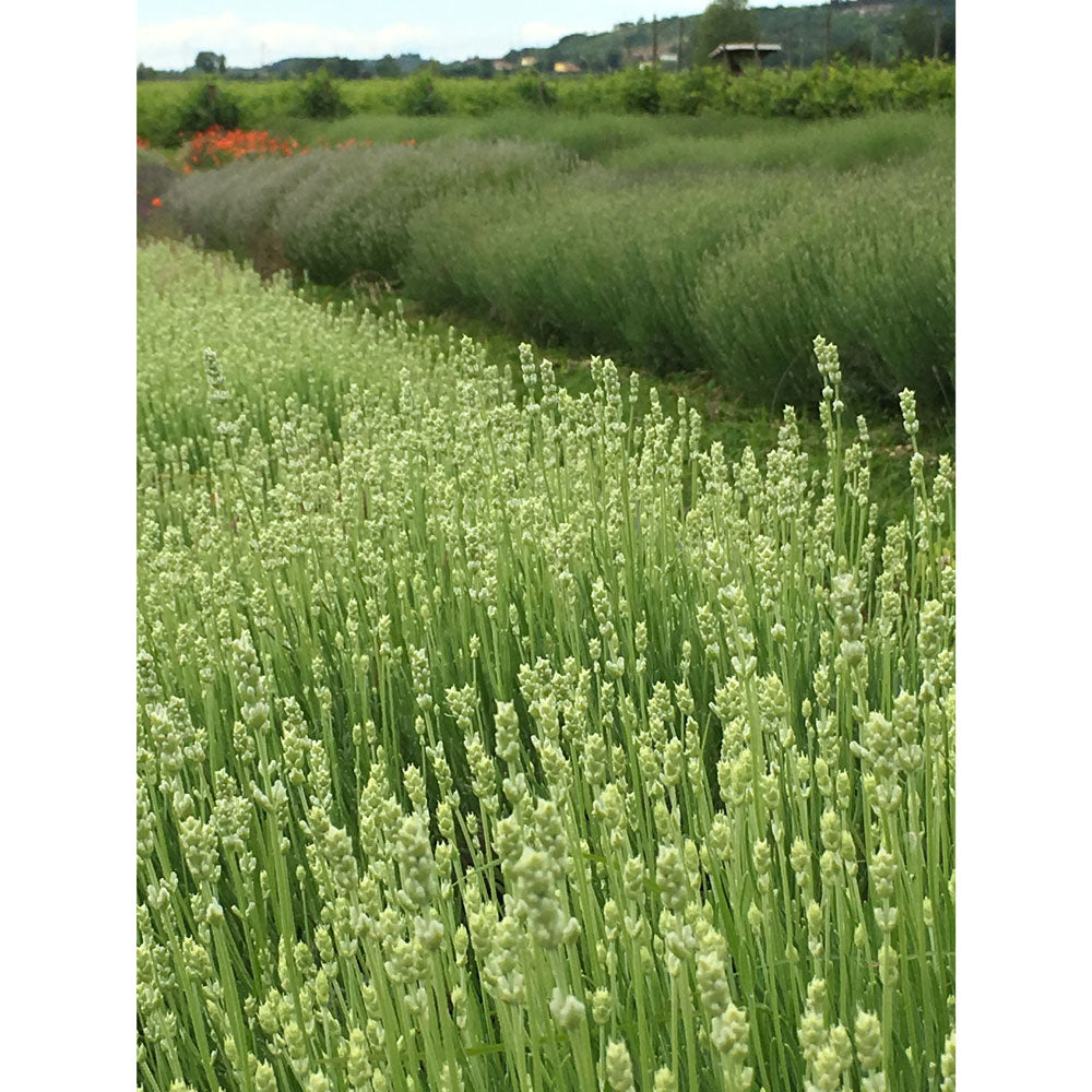 Lavanda "BLUE MOUNTAIN WHITE"