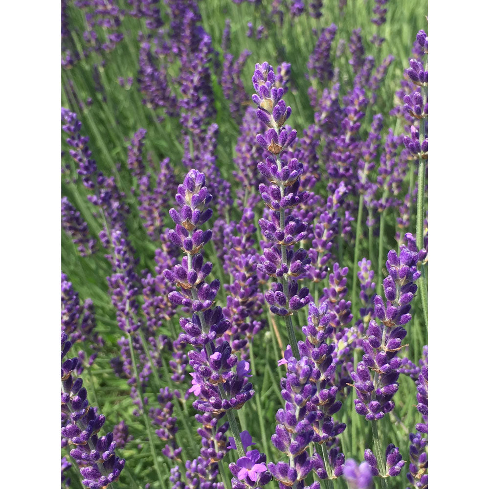 Lavanda "ELIZABETH"