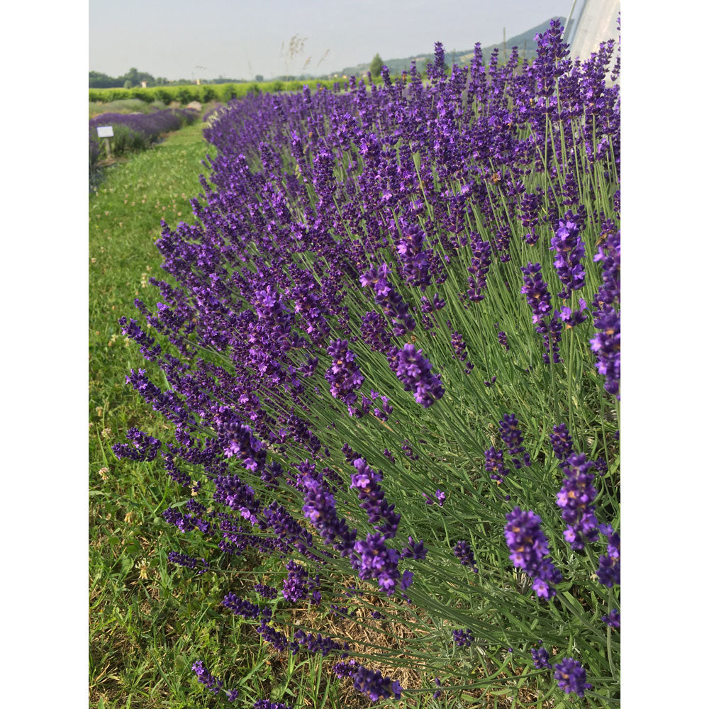Lavanda "HIDCOTE BLUE"