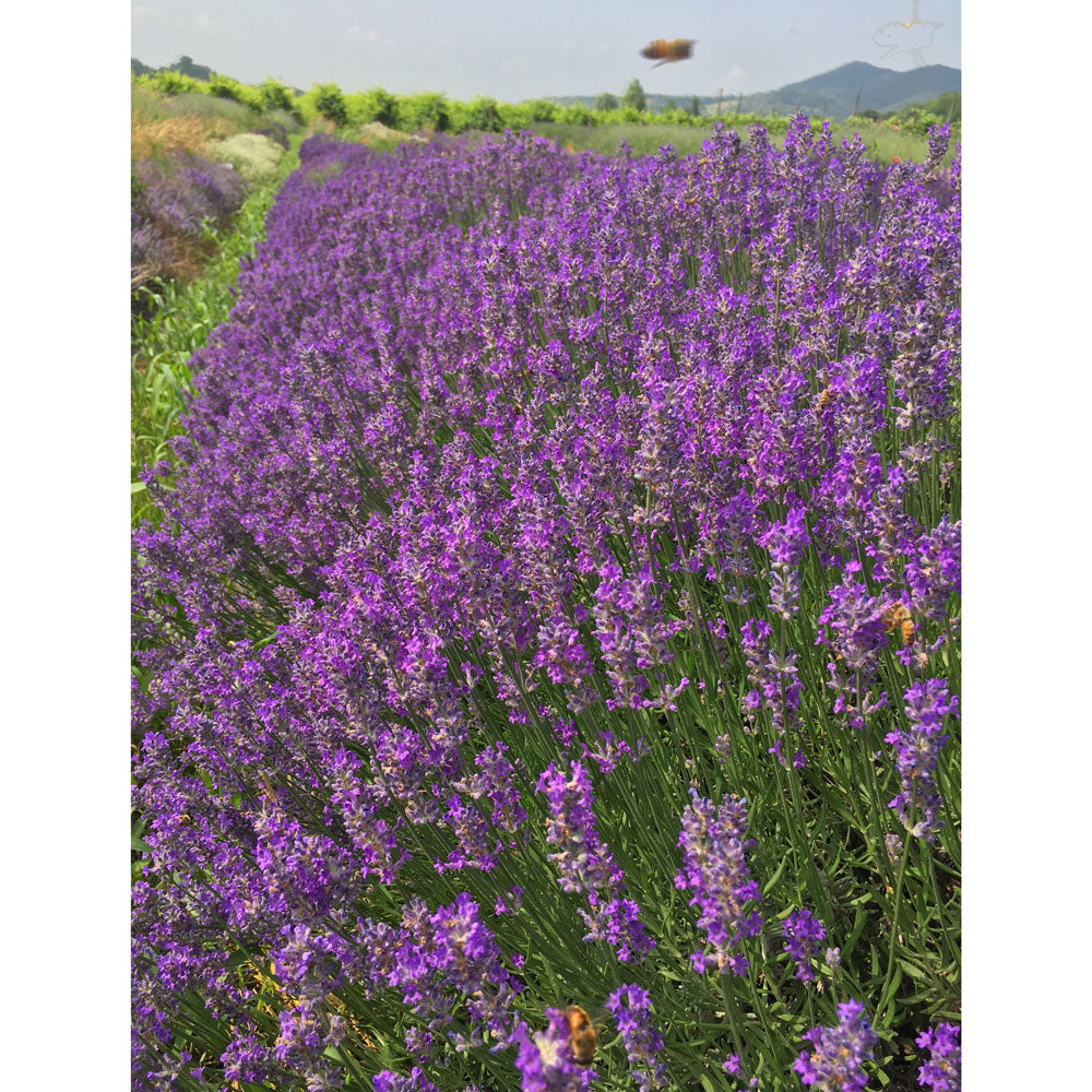 Lavanda "LAVENITE PETITE"