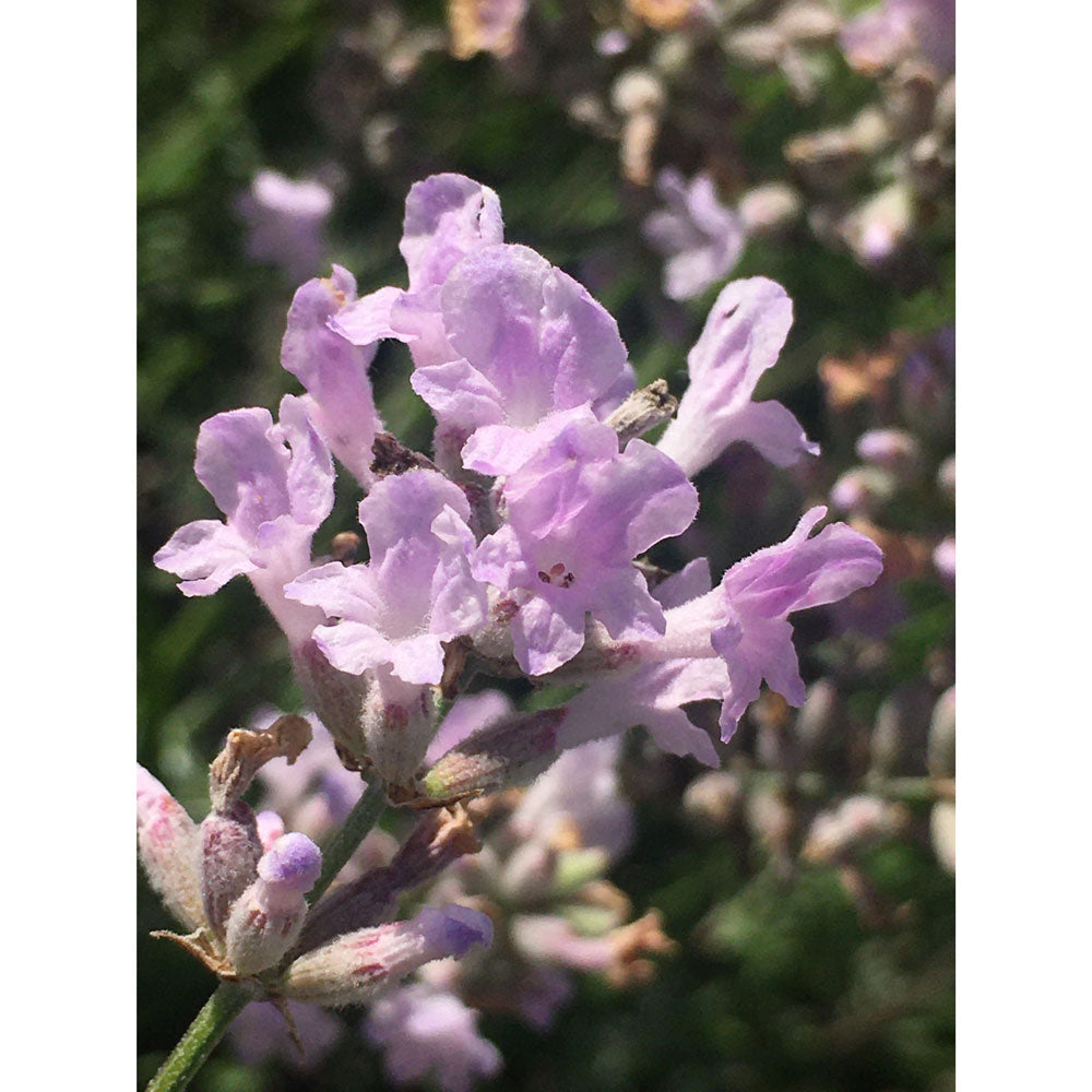 Lavanda "LITTLE LOTTIE"