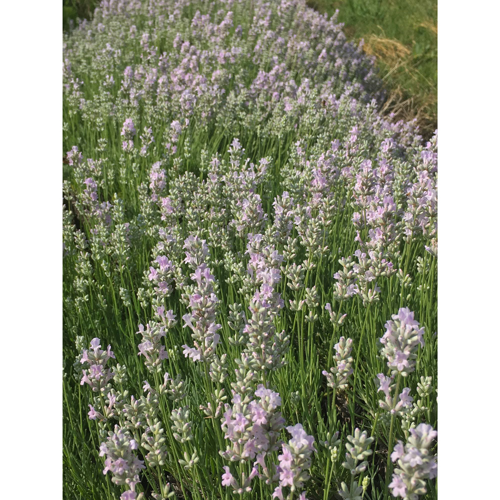 Lavanda "LITTLE LOTTIE"