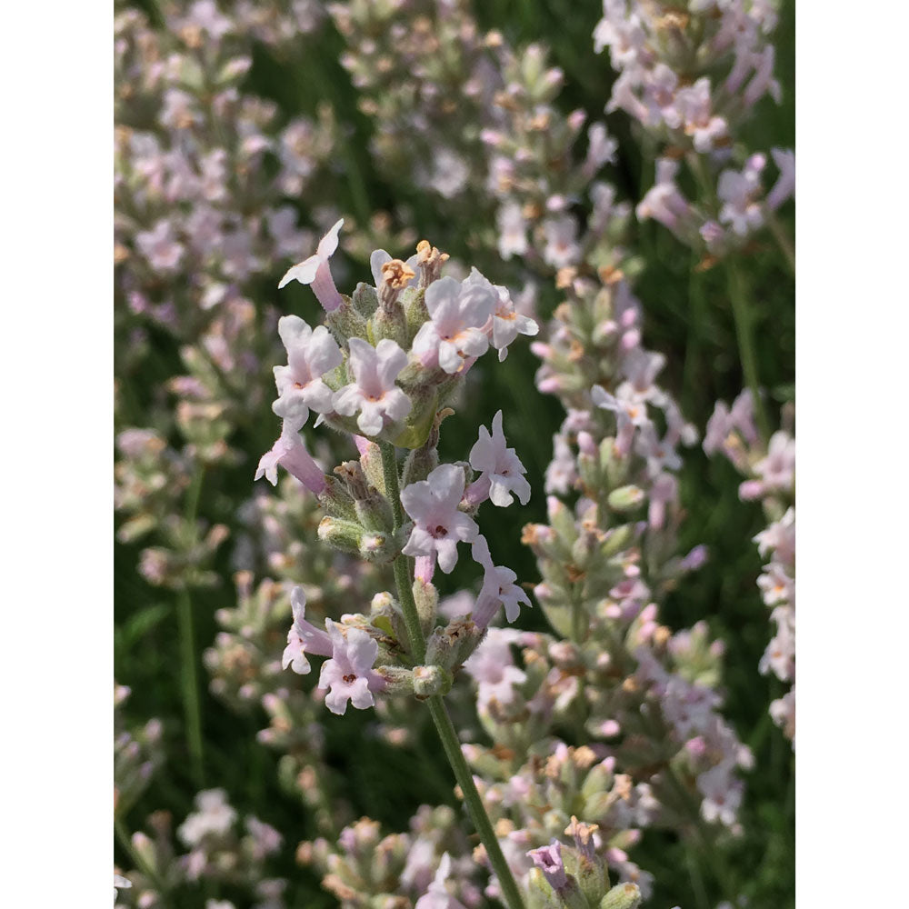 Lavanda "LODDON PINK"