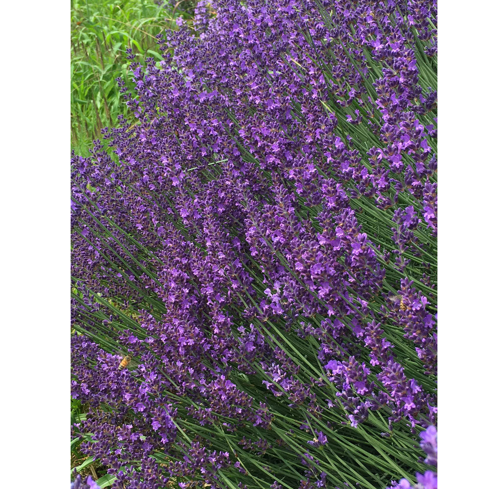 Lavanda "MIDDACHTEN"