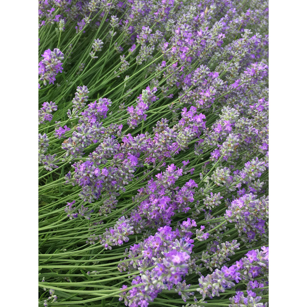 Lavanda "MISS MUFFET"