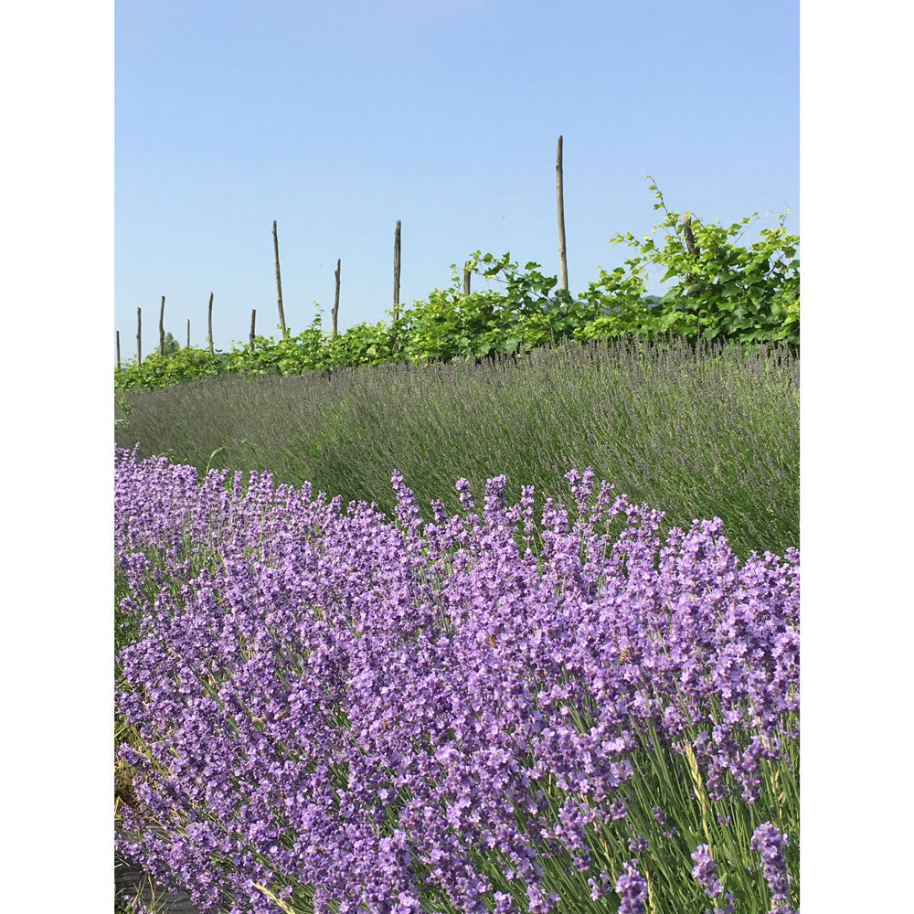 Lavanda "TWICKEL PURPLE"