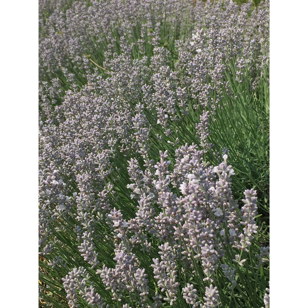 Lavanda "WENDY CHARLILE"