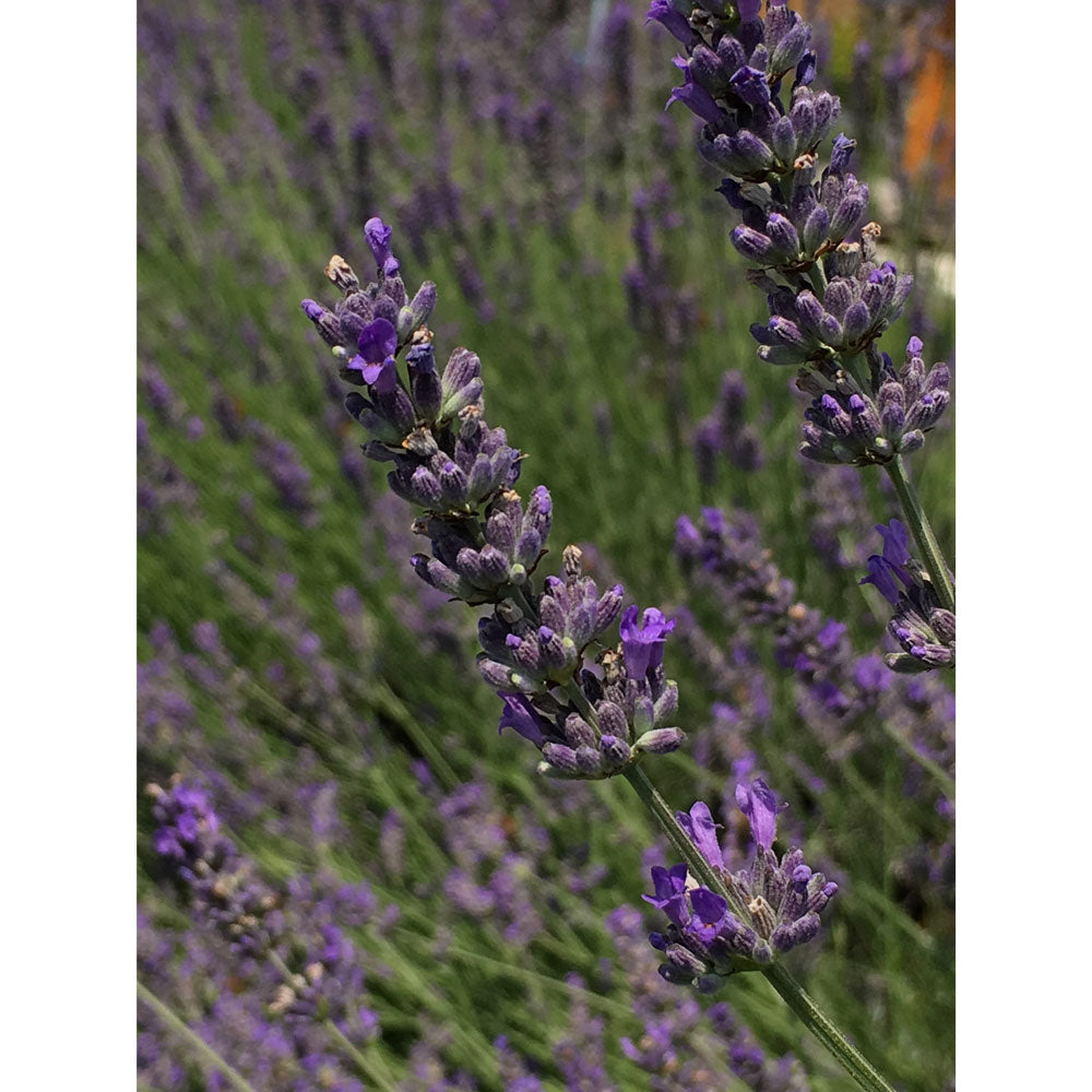 Lavanda "CLASSICA"