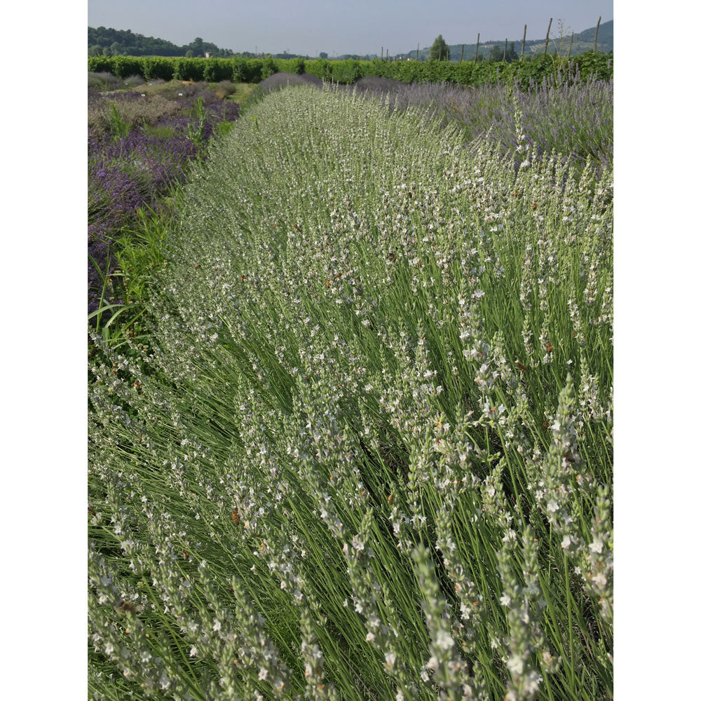 Lavanda "EDELWEISS"