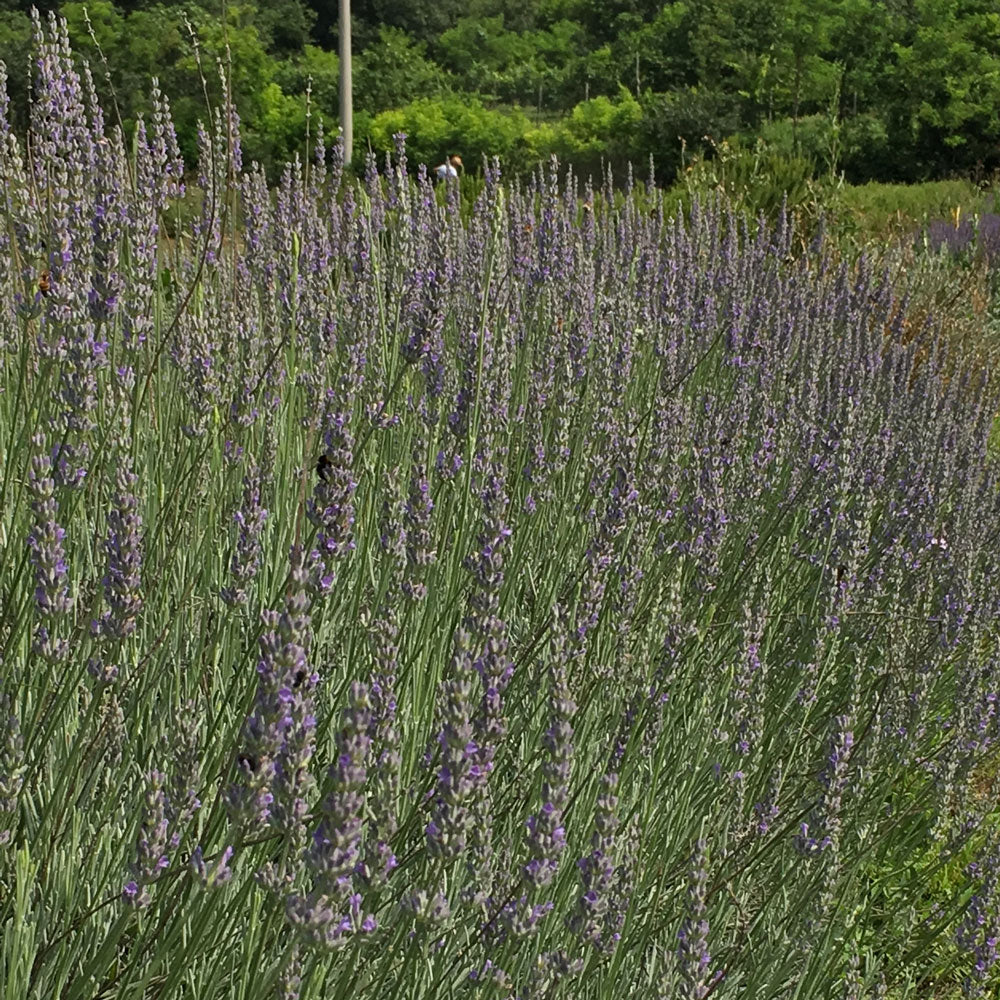 Lavanda "FRAGRANT MEMORIES"