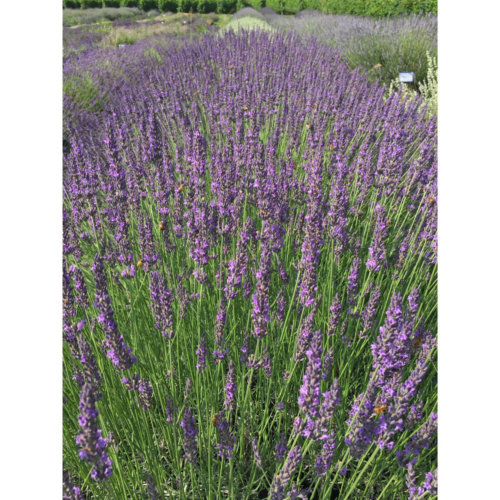 Lavanda "GROSSO"