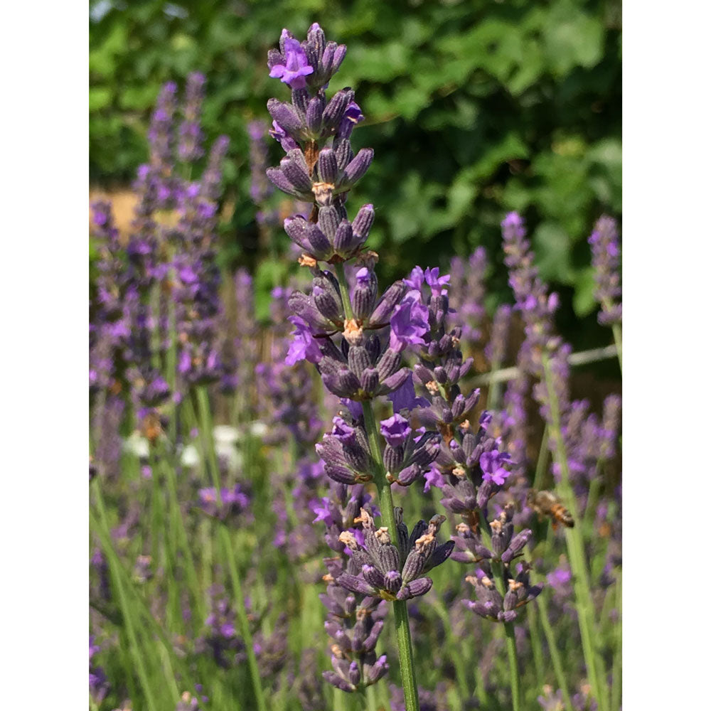 Lavanda "IMPRESS PURPLE"