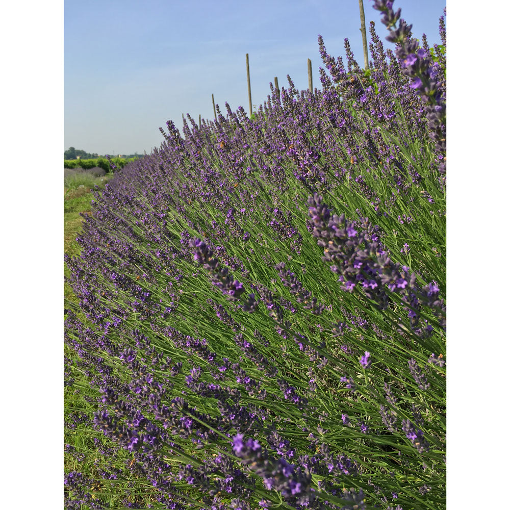 Lavanda "ARABIAN NIGHT"
