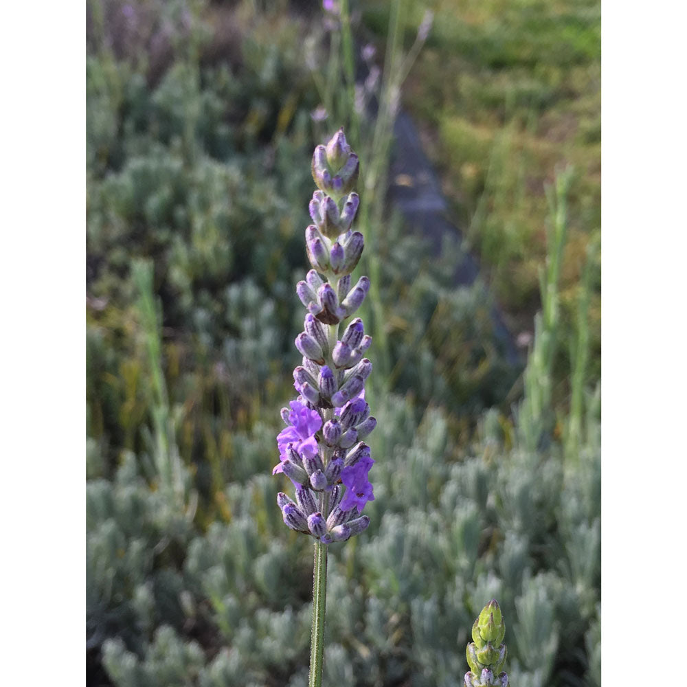 Lavanda "PROVENCE"