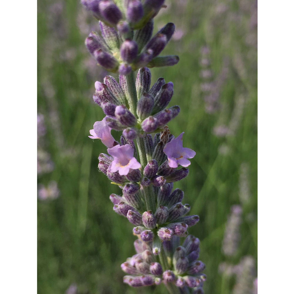 Lavanda "SILVER DWARF"