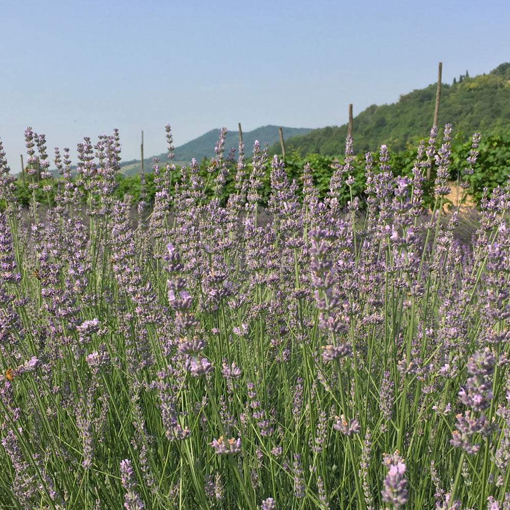Lavanda "SILVER DWARF"