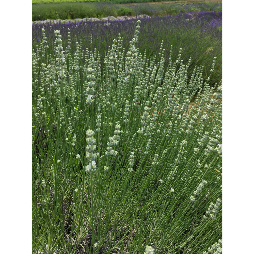 Lavanda "ARCTIC SNOW"