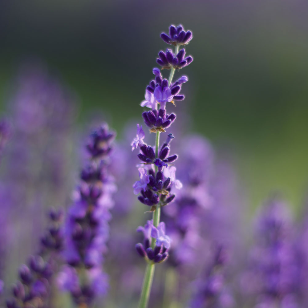 Lavanda "BLEUE VELOURS CHARLES"