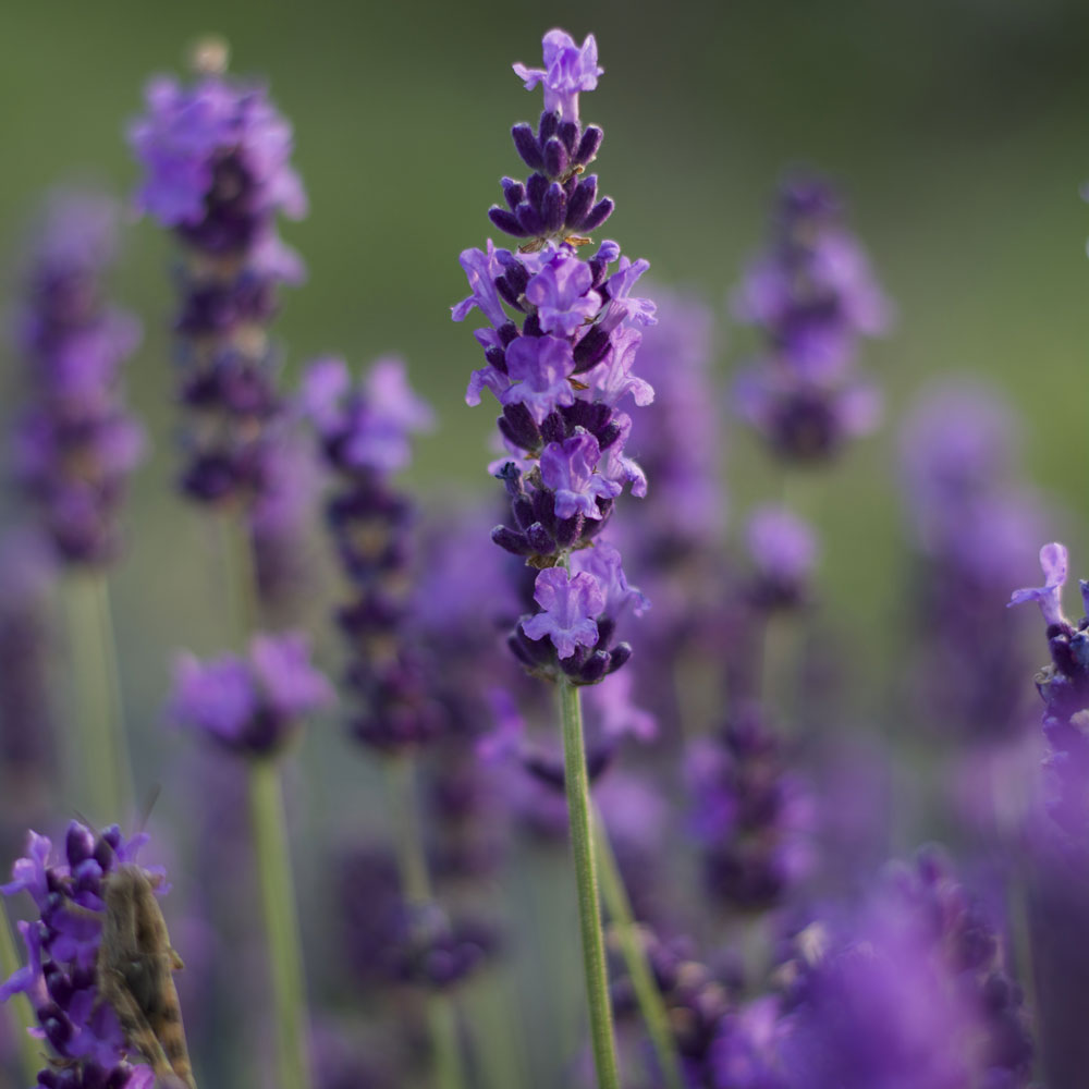 Lavanda "BLEUE VELOURS PAUL "