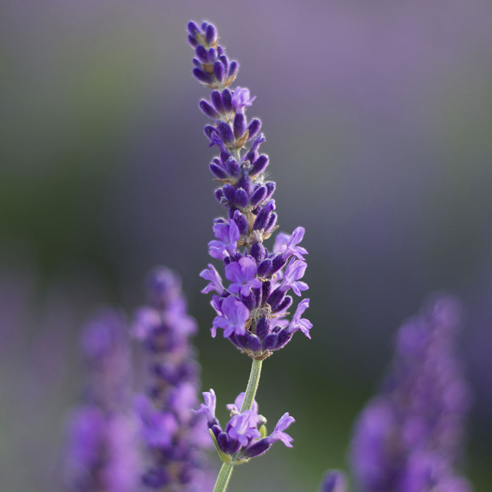 Lavanda "ELIZABETH"
