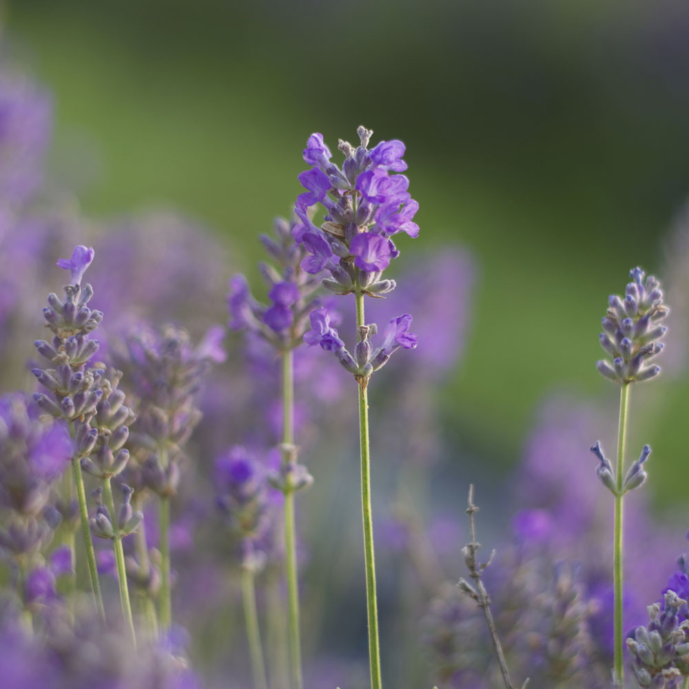 Lavanda "GRANNY&