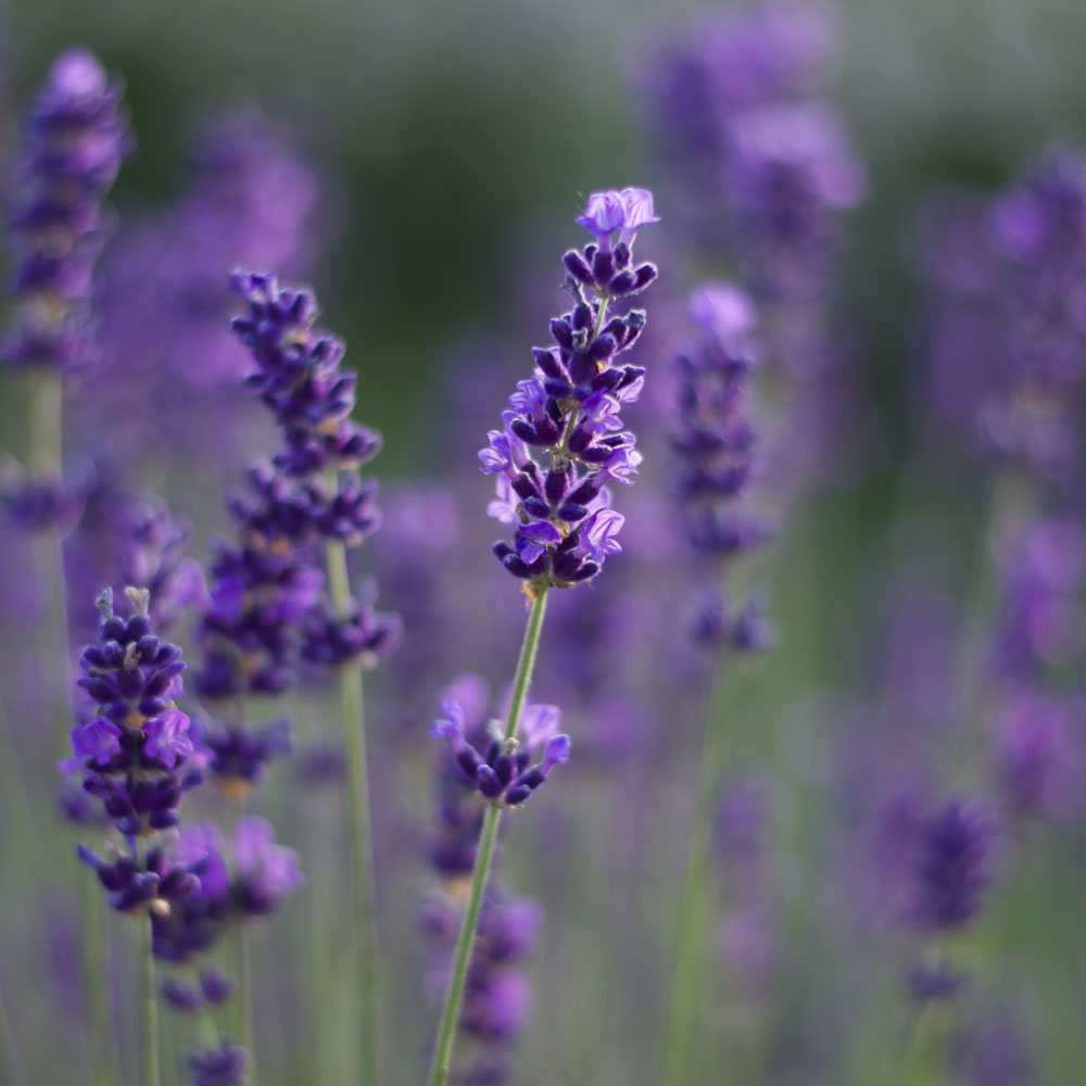 Lavanda "HIDCOTE BLUE"