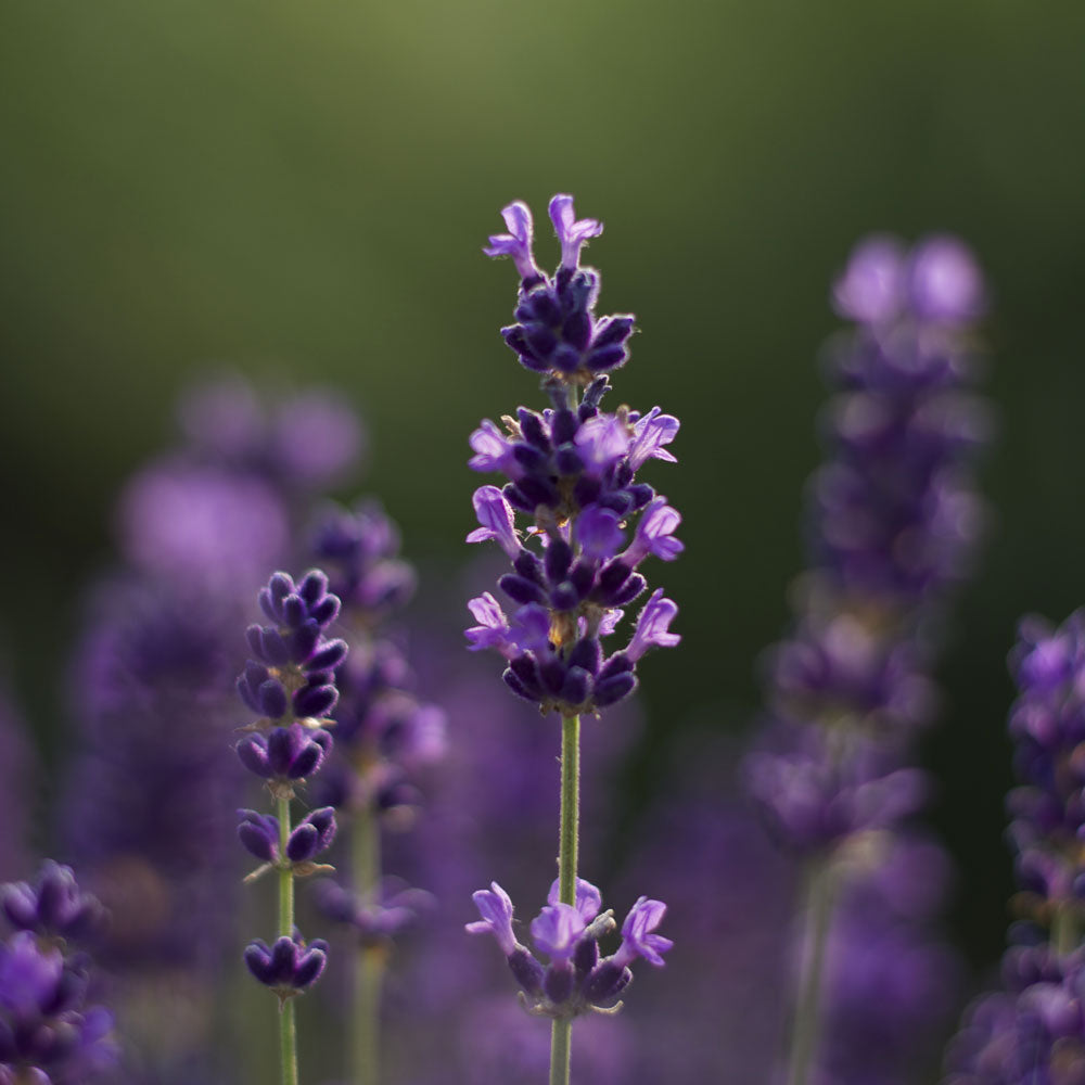 Lavanda "IMPERIAL GEM"