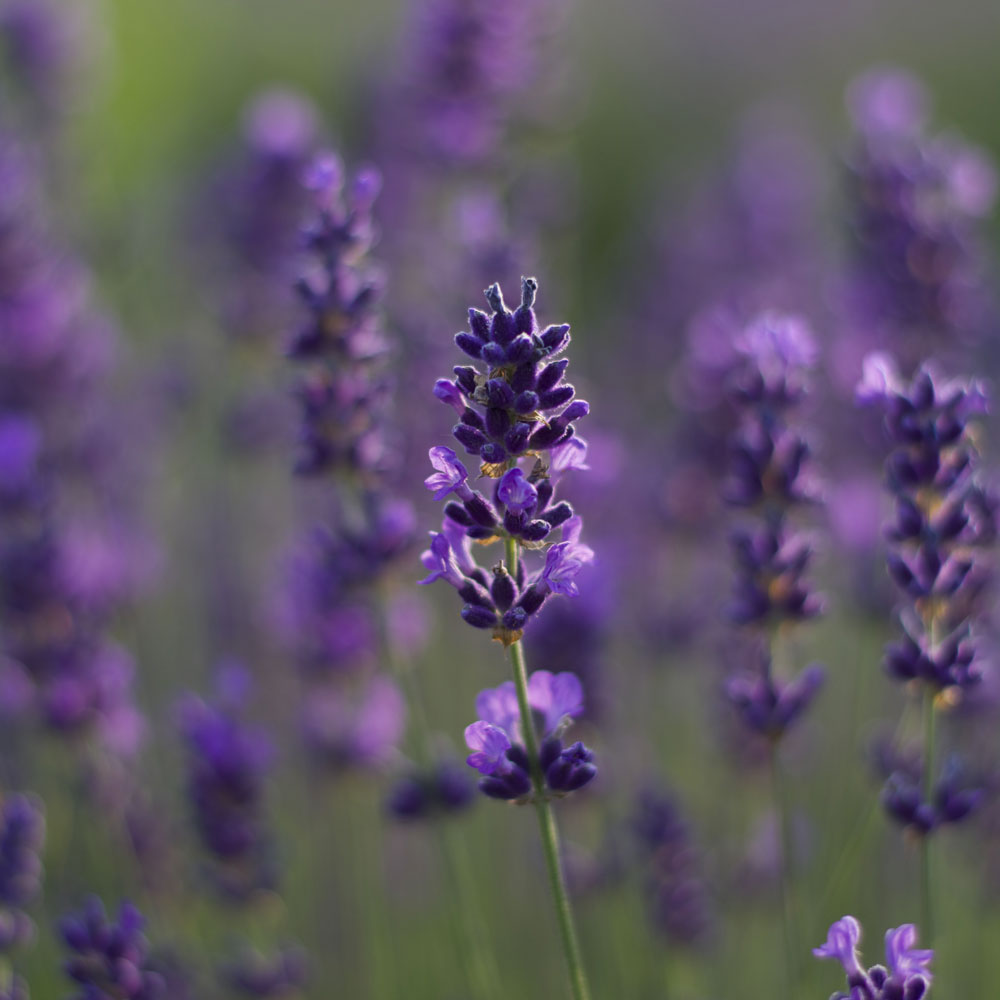 Lavanda "LODDON BLUE"