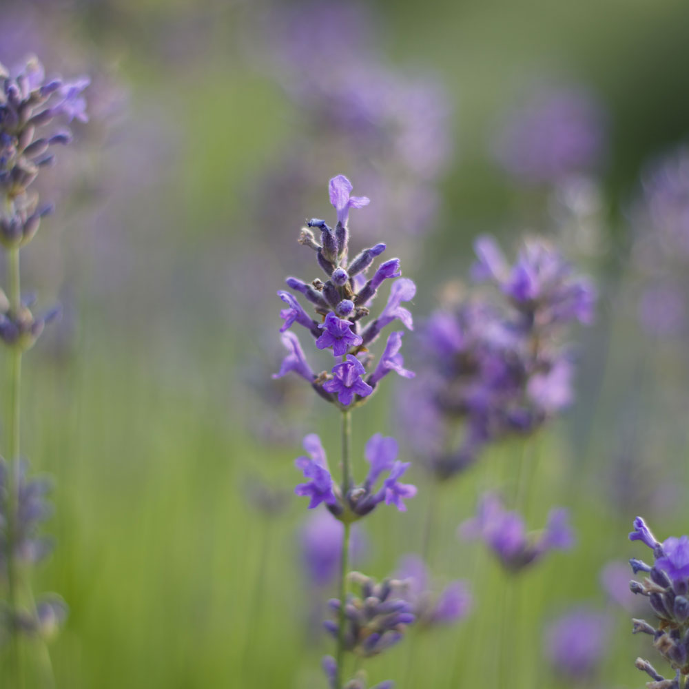 Lavanda "MUNSTEAD"