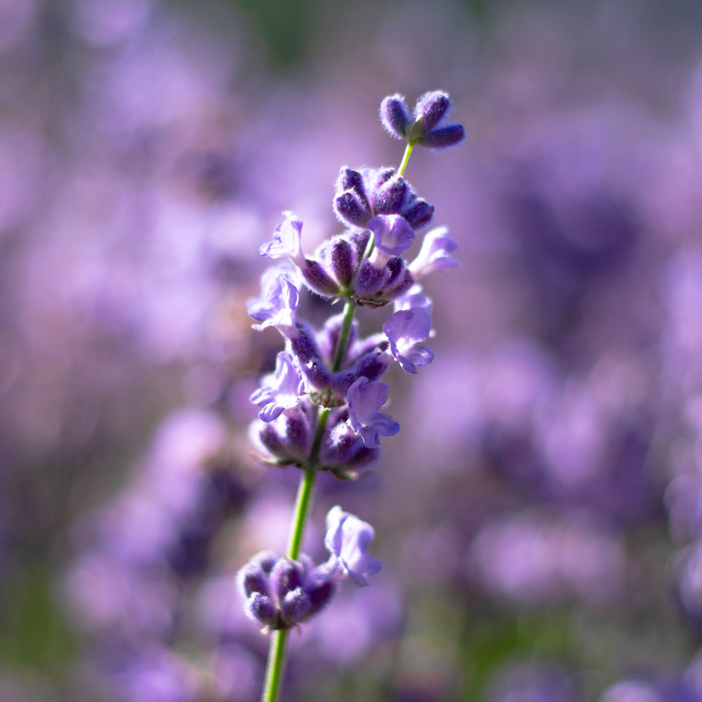 Lavanda "MELISSA LILAC"