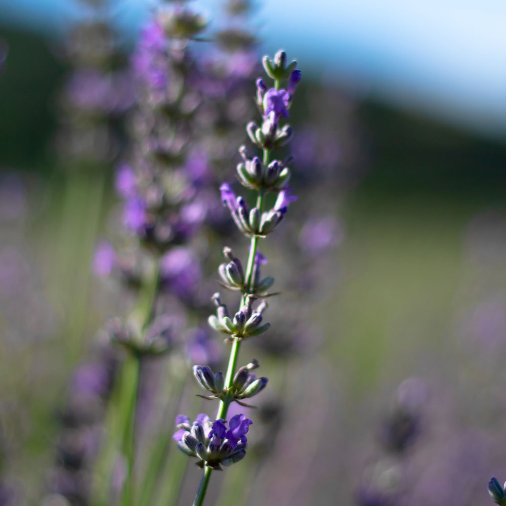 Lavanda "PROVENCE"
