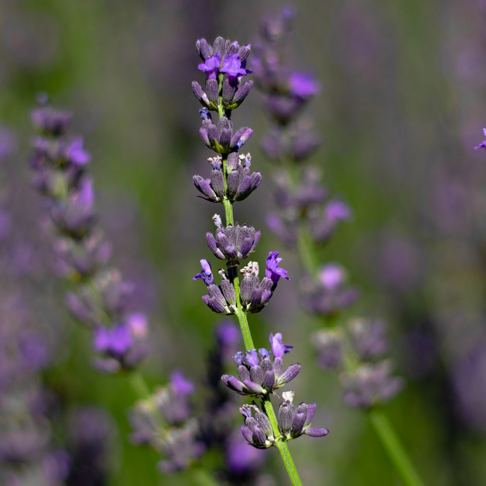 Lavanda "IMPRESS PURPLE"