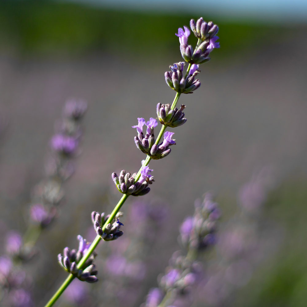 Lavanda "SILVER DWARF"
