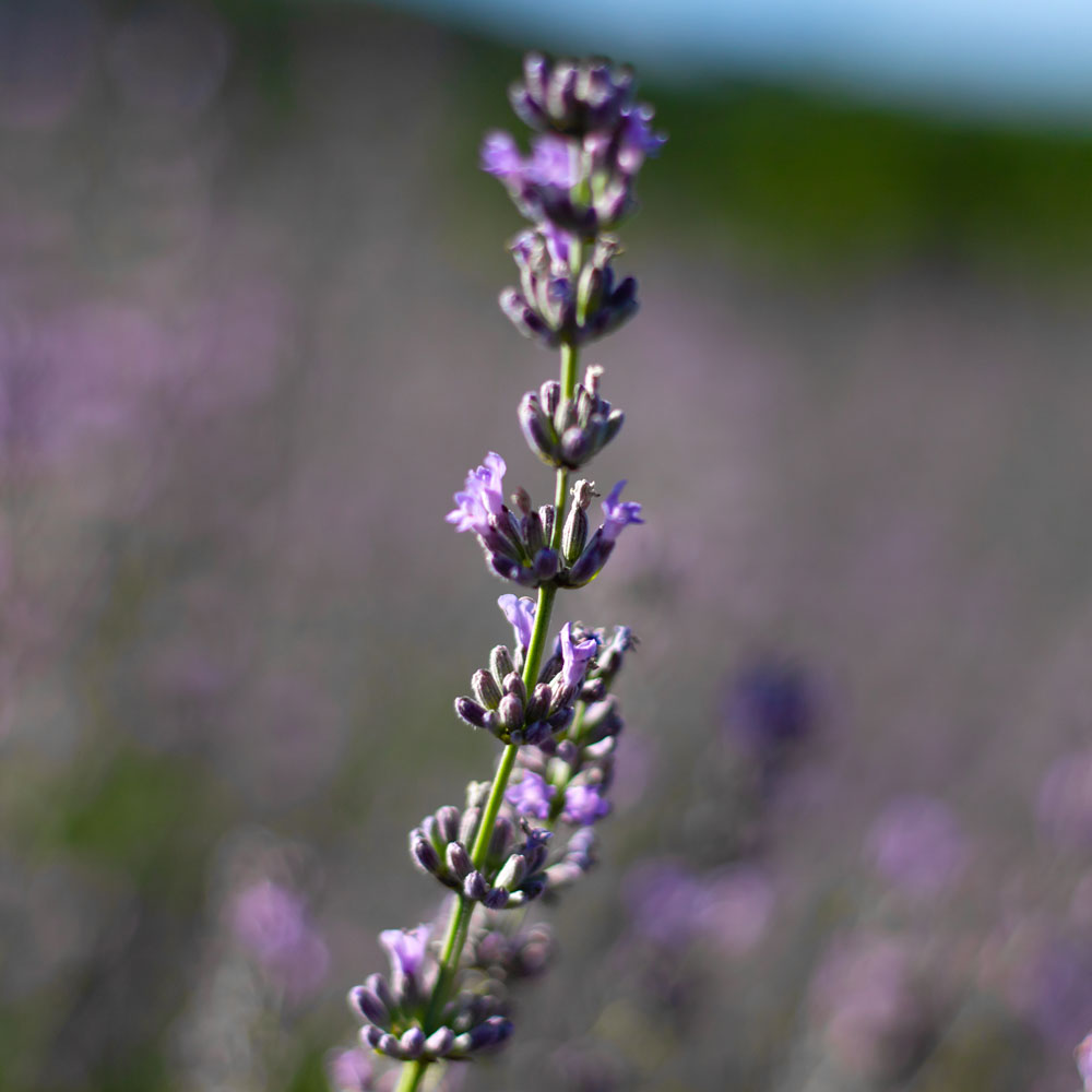 Lavanda "SILVER DWARF"