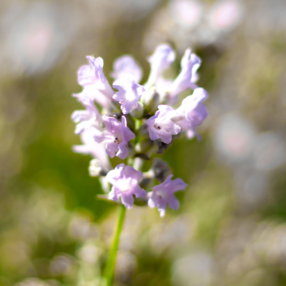 Lavanda "LITTLE LOTTIE"