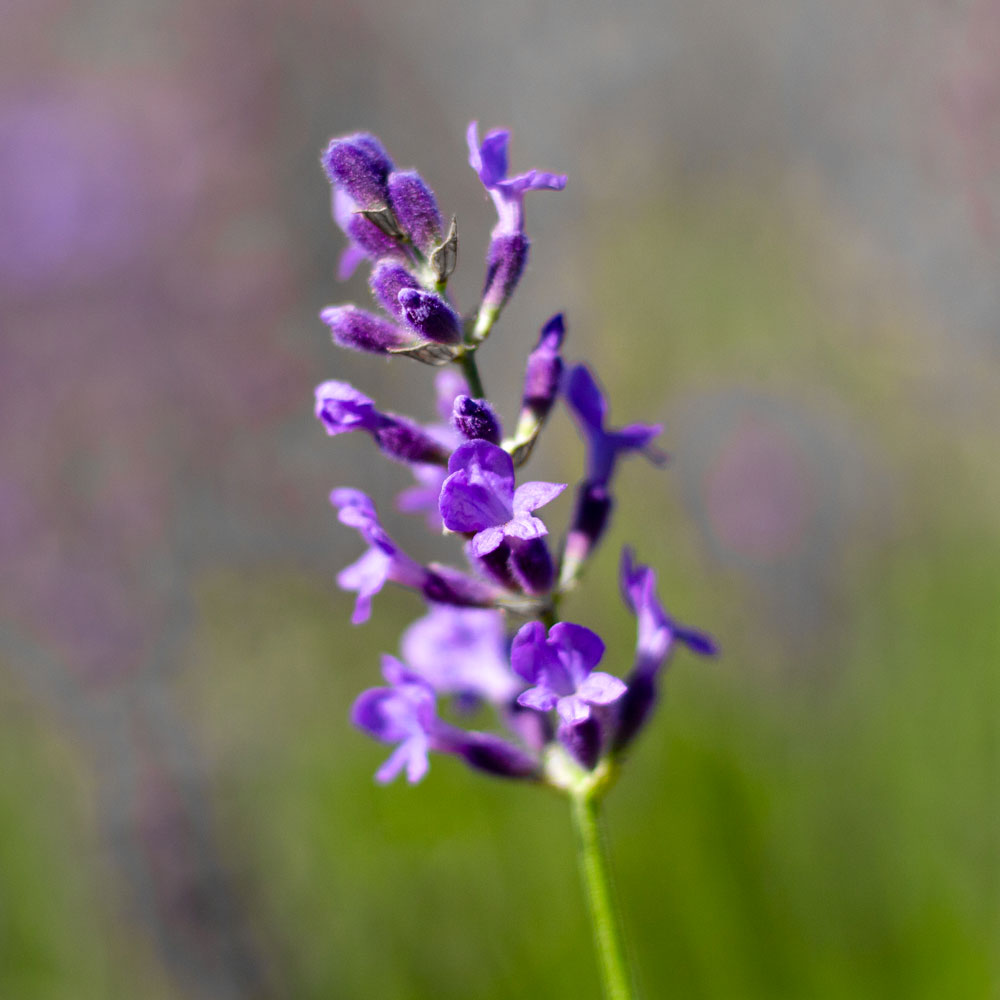 Lavanda "ROYAL PURPLE"