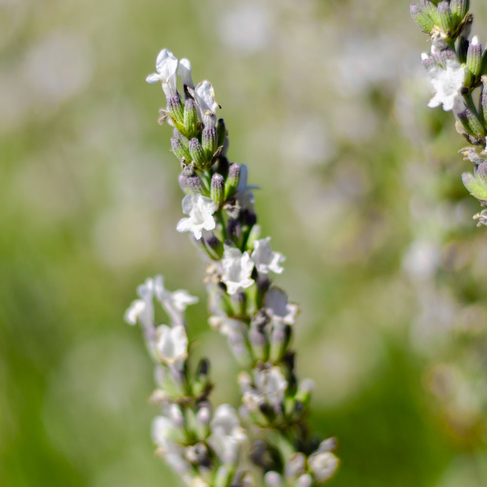 Lavanda "EDELWEISS"