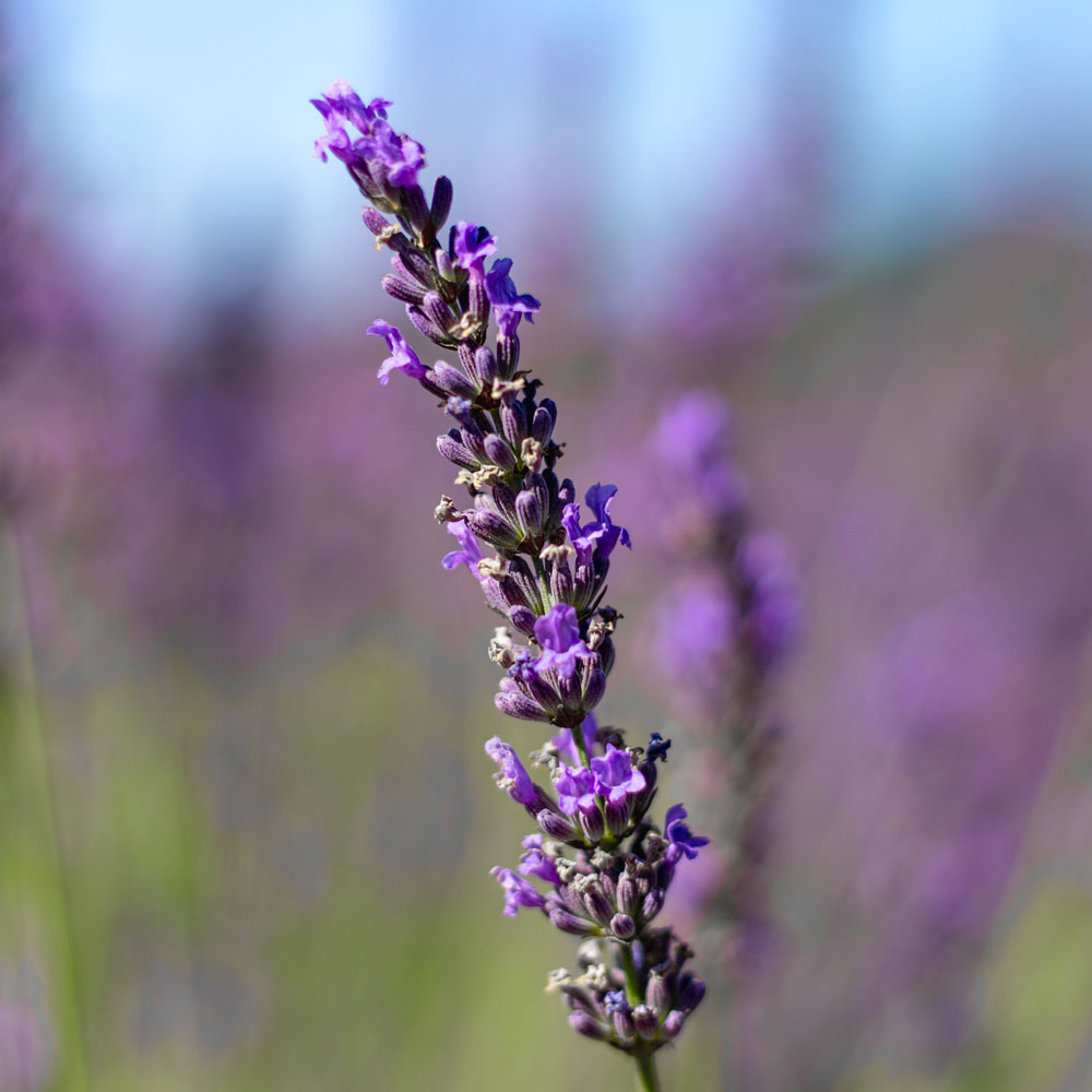 Lavanda "GROSSO"