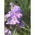 
          SCEGLIAMO LA LAVANDA GIUSTA - Blog - Il Lavandeto di Arquà Petrarca
        
