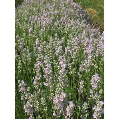 Lavanda &quot;LITTLE LOTTIE&quot;