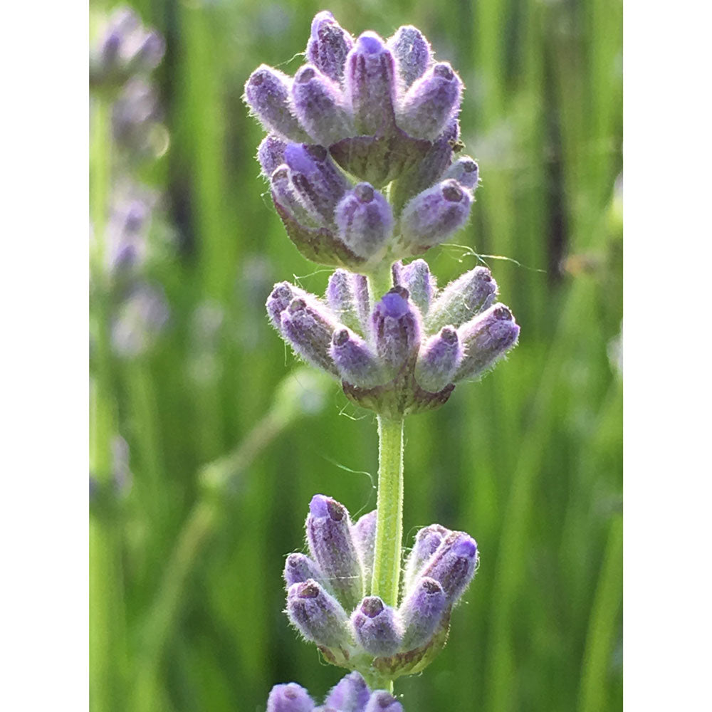 Lavanda &quot;MUNSTEAD&quot;