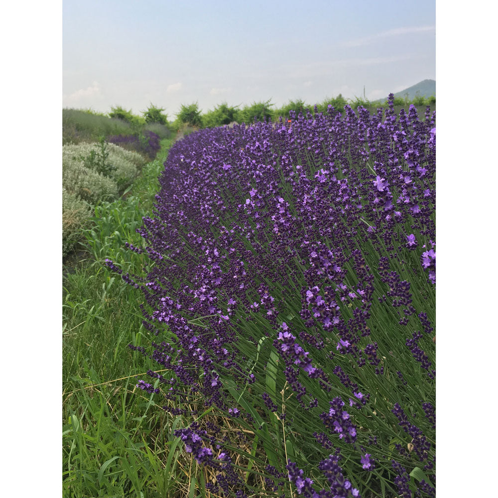 Sacchettino di Lavanda Spiga in fiore - Il Lavandeto di Arquà Petrarca