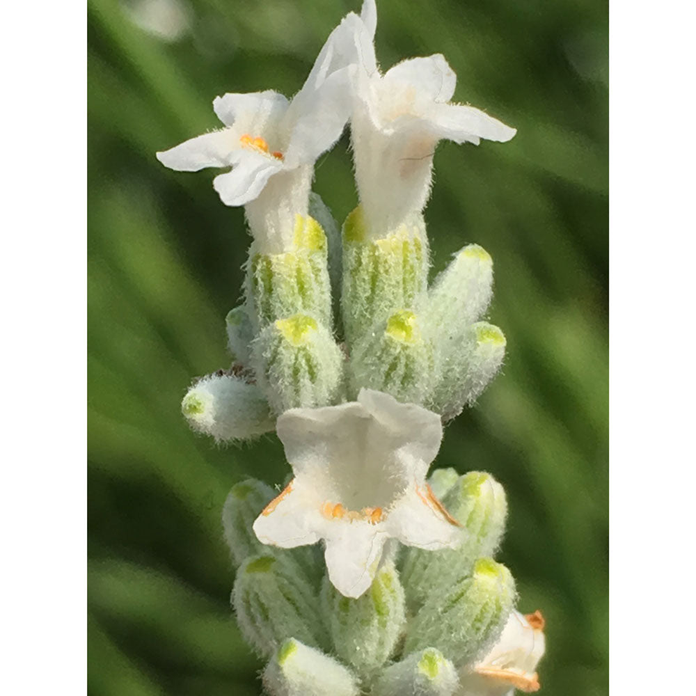 Lavanda &quot;ALBA&quot;