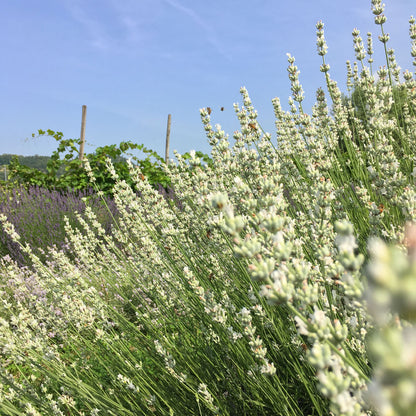 Lavanda &quot;ALBA&quot;