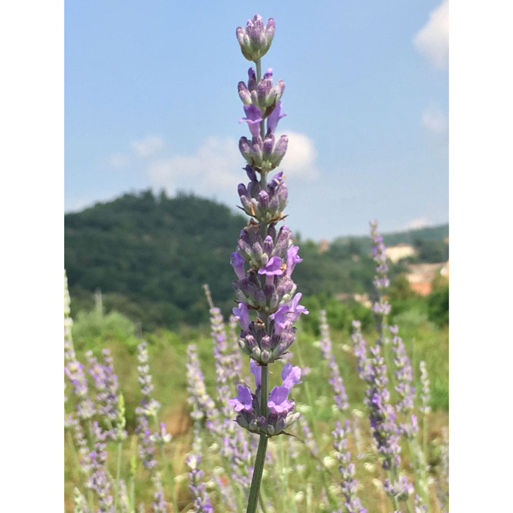 Lavanda &quot;FRAGRANT MEMORIES&quot;