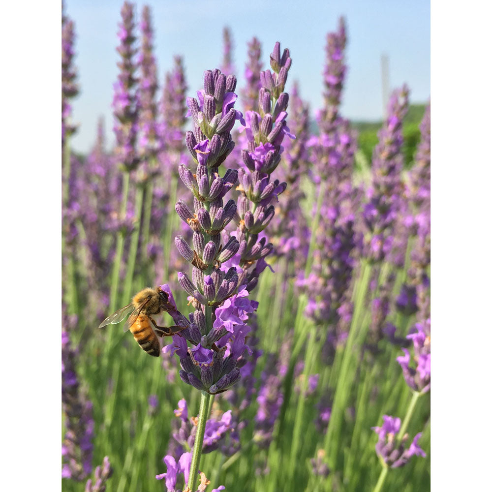 Lavanda &quot;GROSSO&quot;